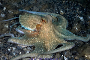 Small octopus by Vittorio Durante 